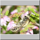 Andrena fuscipes - Heidekraut-Sandbiene w06a 10mm -Sandgrube Niedringhaussee det.jpg